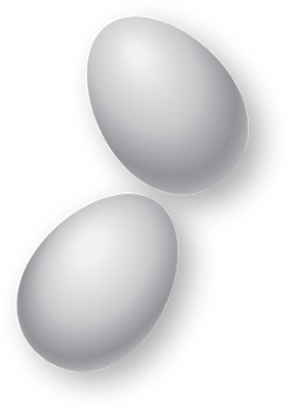 eggs